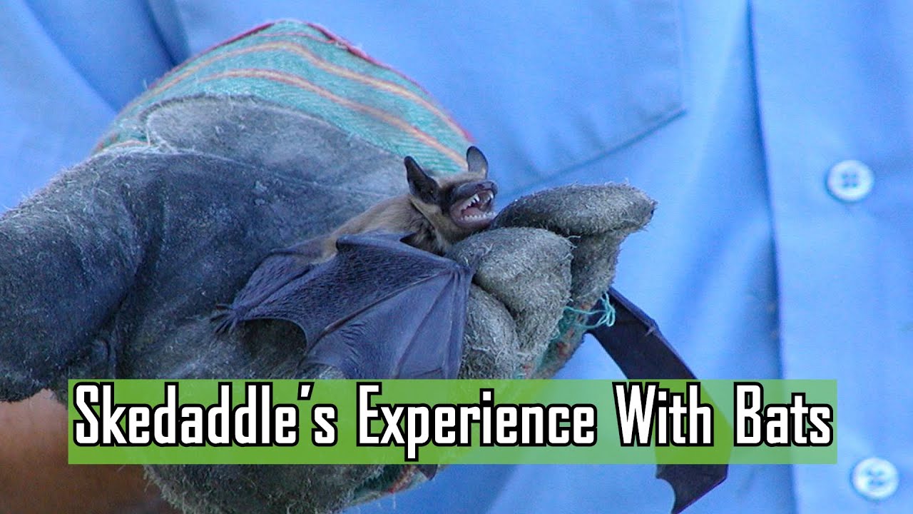 Skedaddle's Experience With Bats