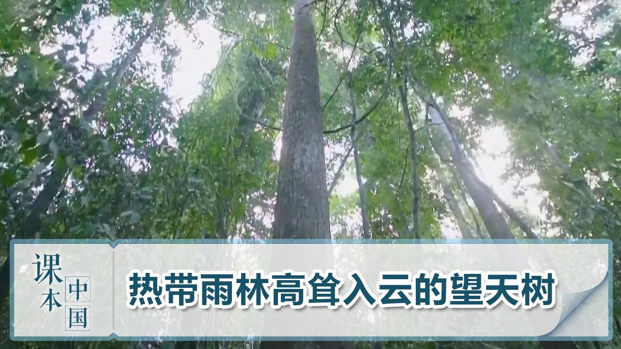 [跟着书本去旅行] 热带雨林高耸入云的望天树 | 课本中国