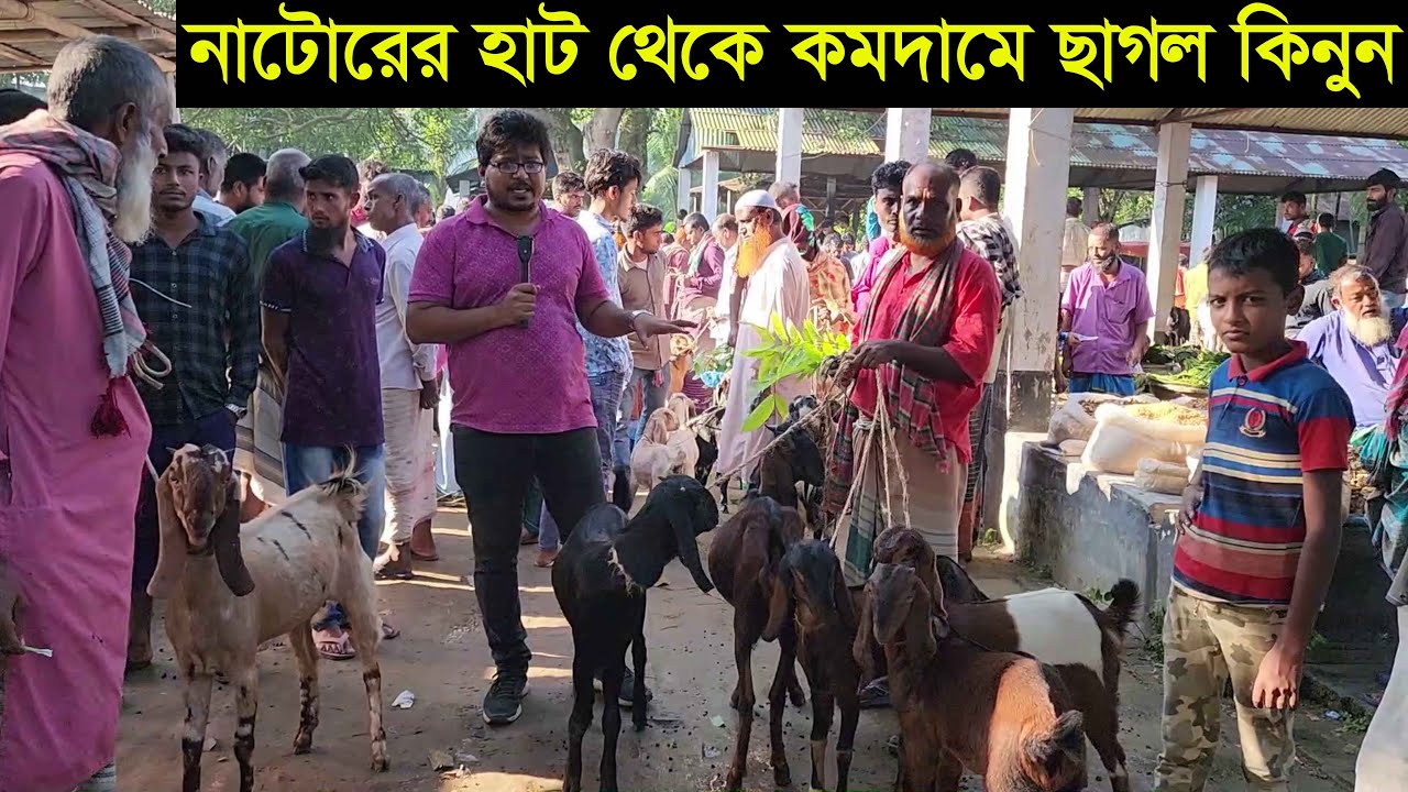 নাটোরের বিখ্যাত হয়বতপুর হাট থেকে কমদামে ছাগল কিনুন Goat market