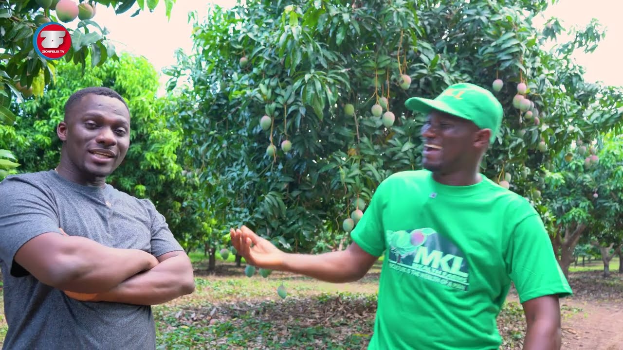 I Quit Football In Dubai To Be A Mango Farmer in Ghana, I Now Own 100 Acres Of Land - MKL Farms Boss