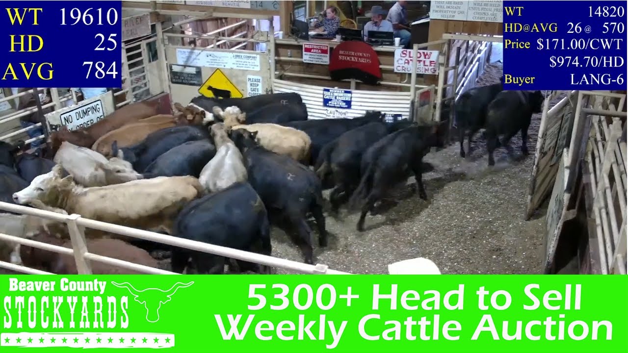 Part 2 of 10/4/2022 - Beaver County Stockyards Livestock Auction