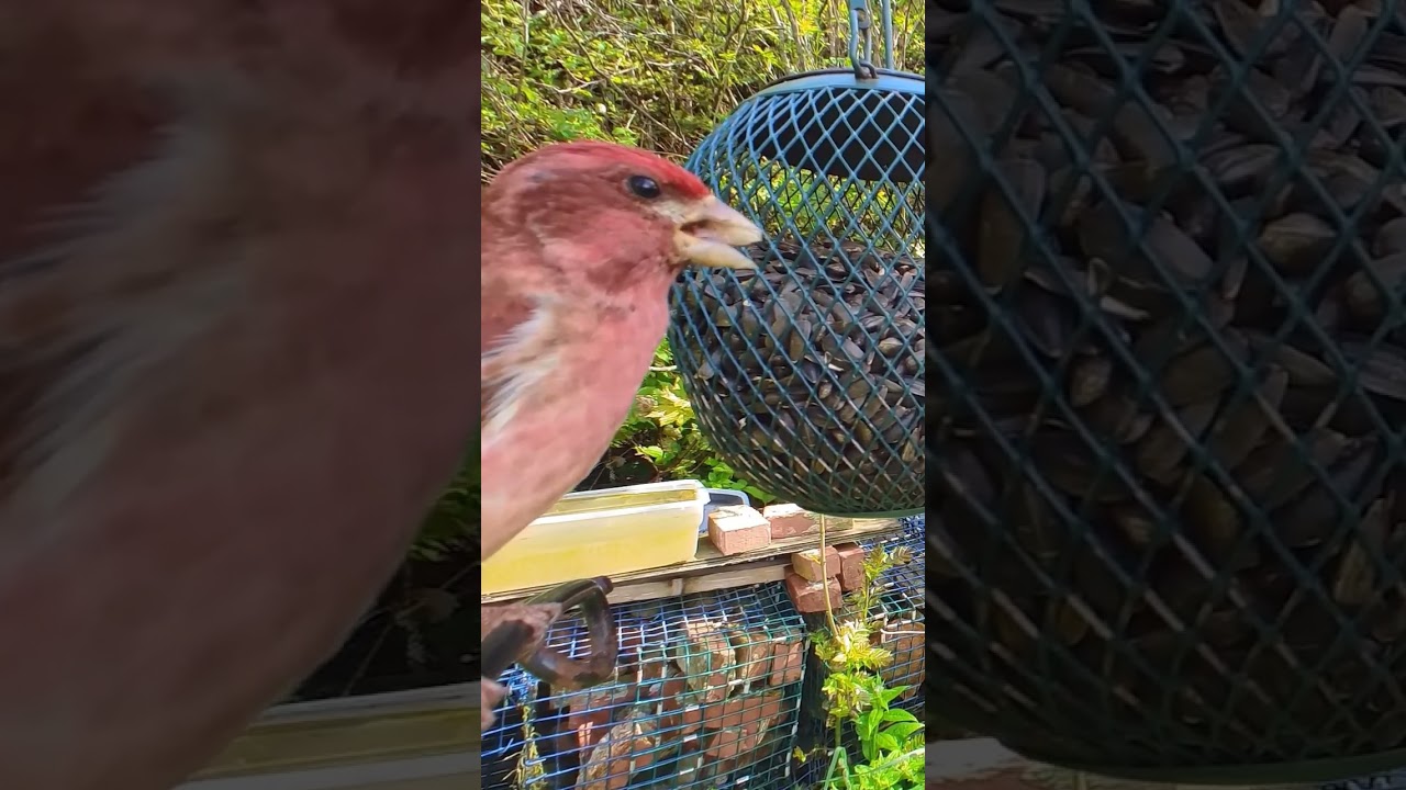Birds Cracking Open Seeds
