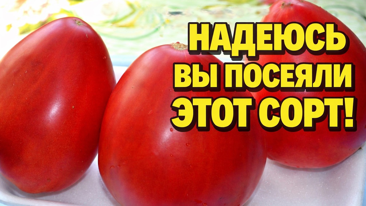 Томат, который покорил меня в этом сезоне! Делюсь находкой