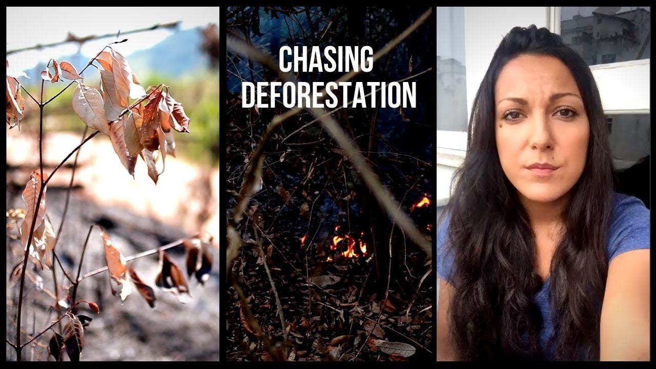 Triunfo do Xingu's protected forest is shrinking | Chasing Deforestation
