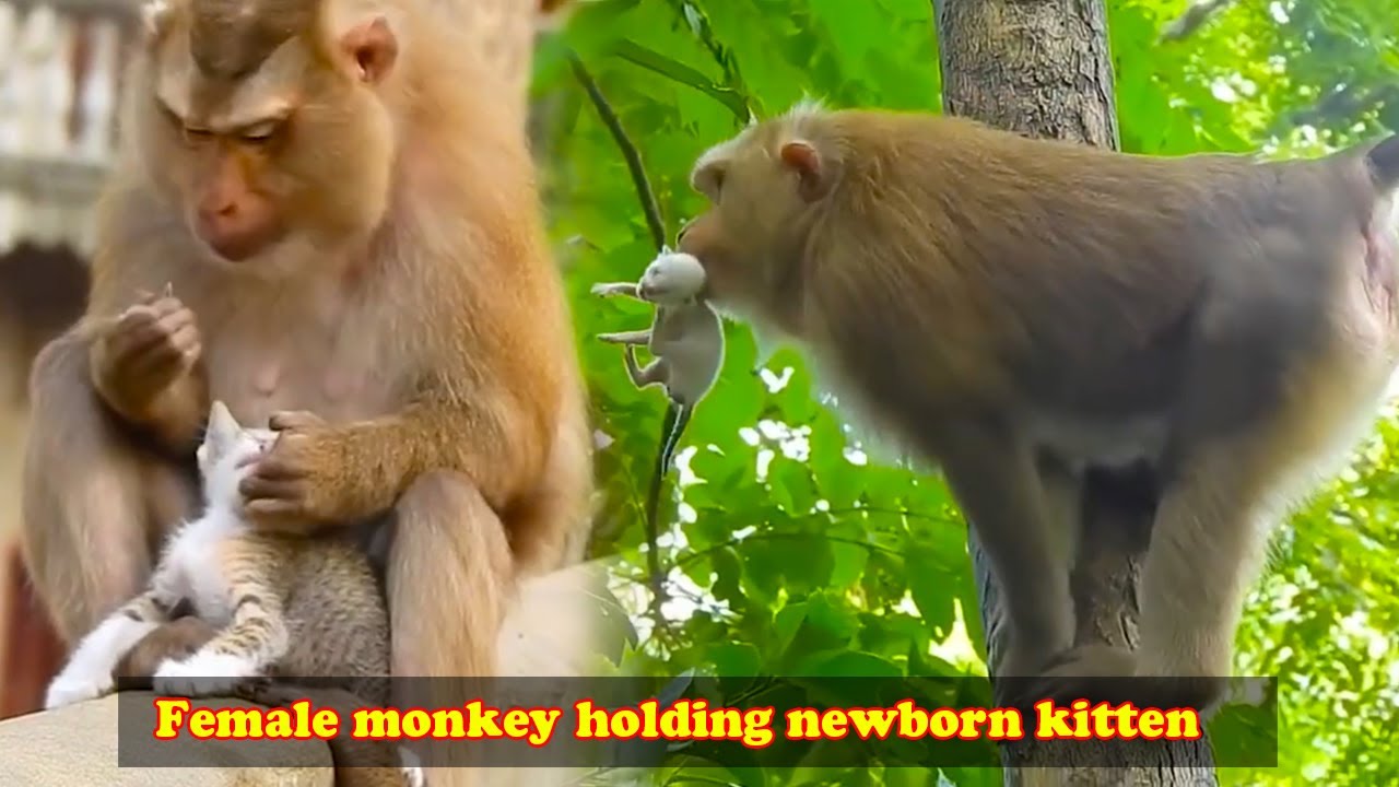 Female monkey holding newborn kitten. It thinks the kitten is its child
