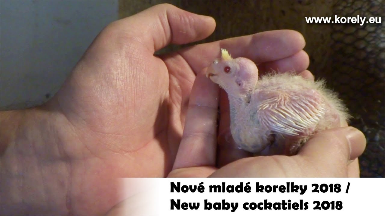 Nov&eacute; mlad&eacute; korely 2018 / New baby cockatiels 2018 │KorelyEu