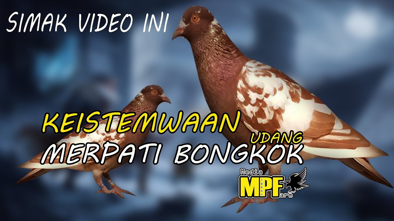 MERPATI BADAN NGUDANG ATAU BONGKOK BAGAIMANA KARAKTERNYA