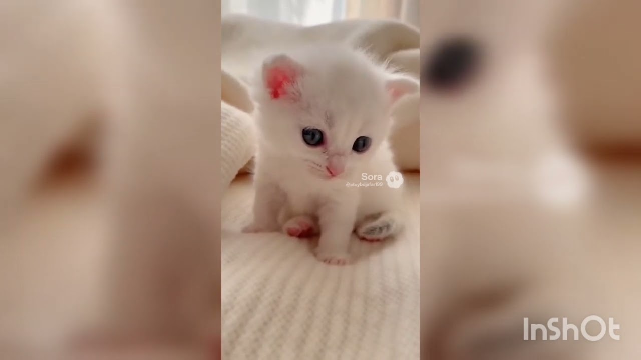 Cute cat video 🥹❤️ 