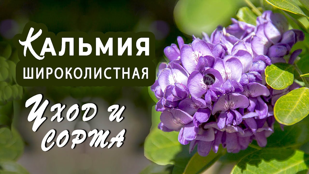 Кальмия широколистная. Зимостойкие сорта. Экзотическая редкость!