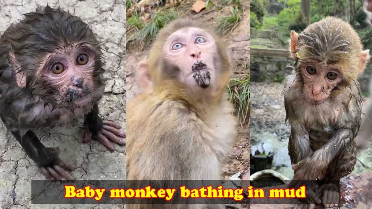 baby monkey bathing in mud. Will the mother monkey recognize the baby when the baby comes home?