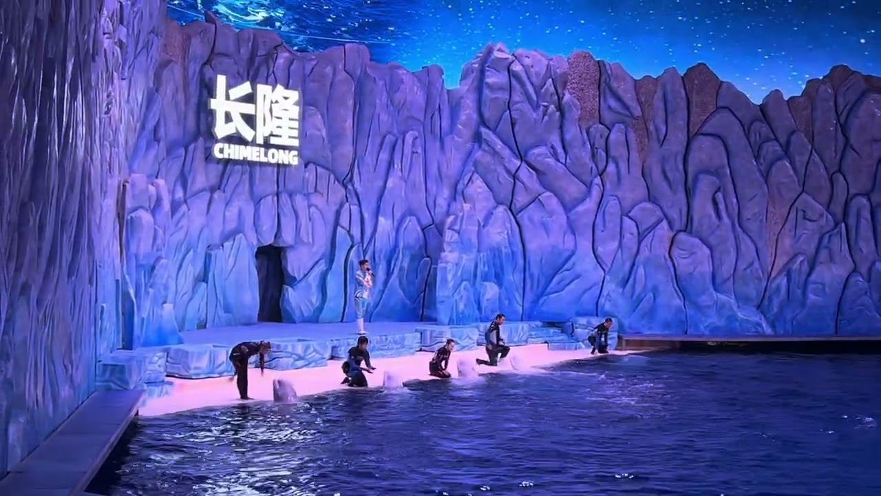Watching some shows of animals in Chimelong 🤩😁/dolphins /orca/beluga  ￼￼