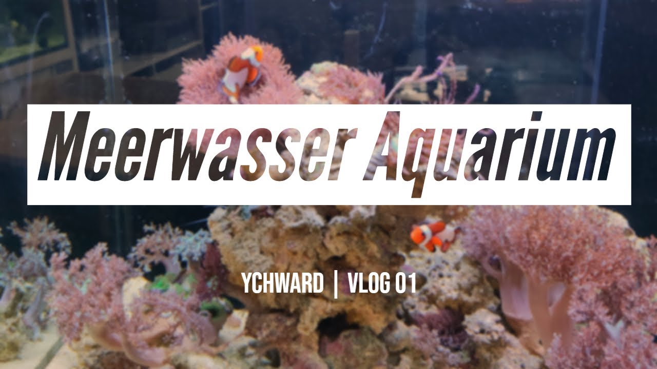 VLOG 01 | Ein neues Aquarium - Meerwasser | Deutsch | Ychward