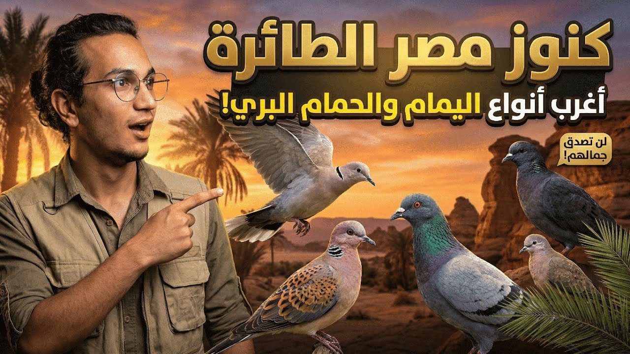 أنواع اليمام و الحمام البري في مصر