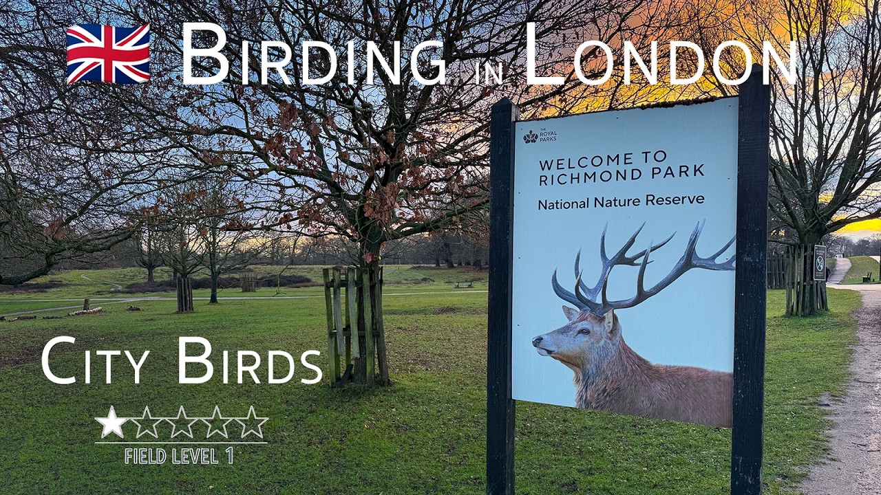 Winter Birding in London | 🌧️ Rain, Landmarks & Richmond Park
