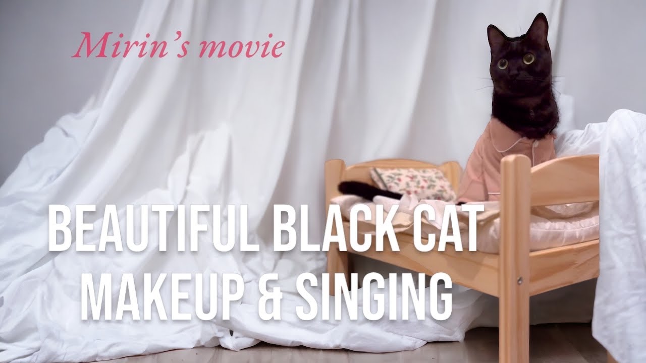 Funny Cats  