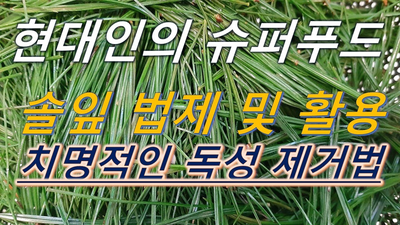 스님들의 청명수를 만드는 주재료, 건강에 좋은 솔잎에는 치명적 독성이 있어서 반드시 법제해서 드셔야 해요