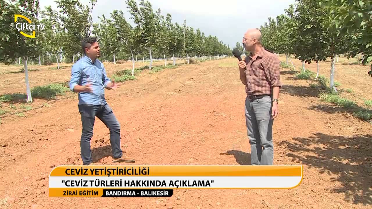 ZİRAİ EĞİTİM/CEVİZDE HASAT