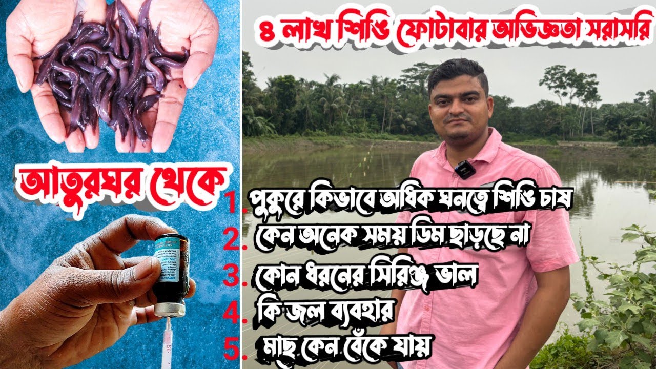 পুকুর চাষ এবং শিঙি ব্রিডিং নিয়ে সরাসরি হ্যাচারি থেকে বাস্তবিক আপডেট