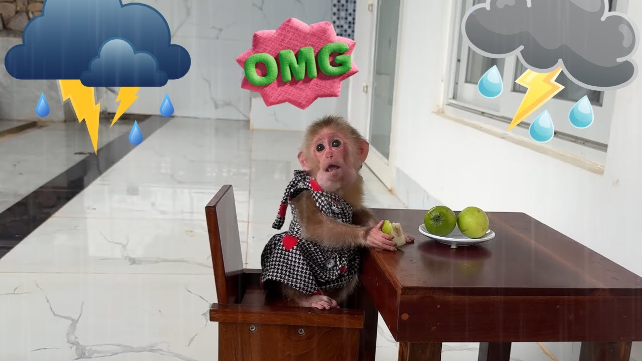 Baby monkey Kyo’s naturally funny and interesting reaction every time it rains