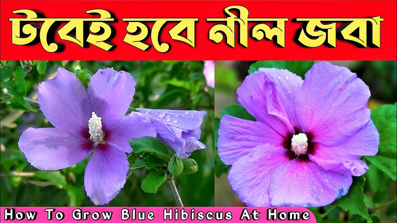 নীল জবা প্রতিস্থাপন ও সম্পূর্ণ পরিচর্যা || How to grow blue hibiscus ( Alyogyne Huegelli ) at home