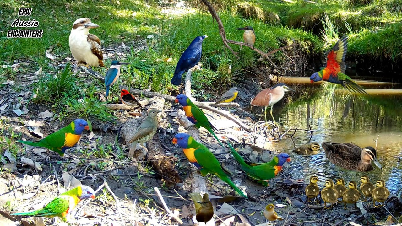 Australian Birds Up Close | Lorikeets, Kookaburra, Heron & More