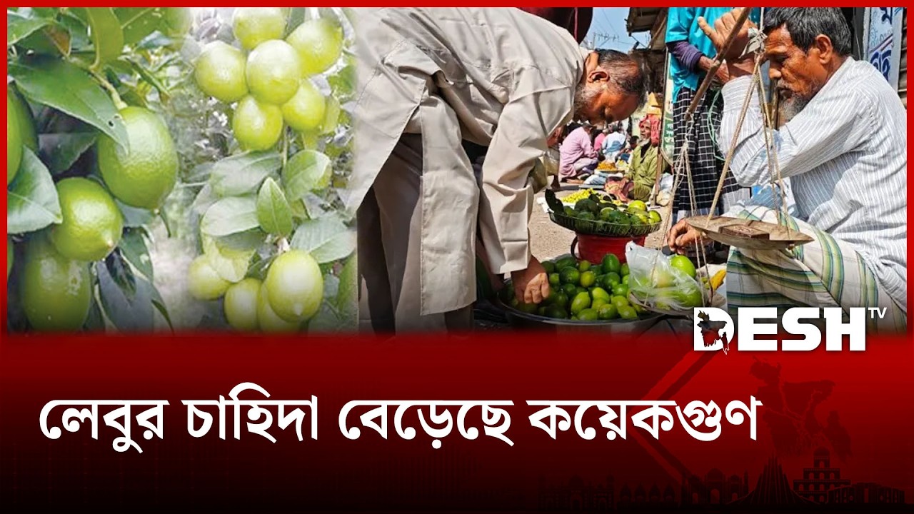 নেই বৃষ্টি, নেই ফলন চাহিদার চাপে চড়া হচ্ছে লেবুর দাম | TANGAIL LEMON | Desh TV
