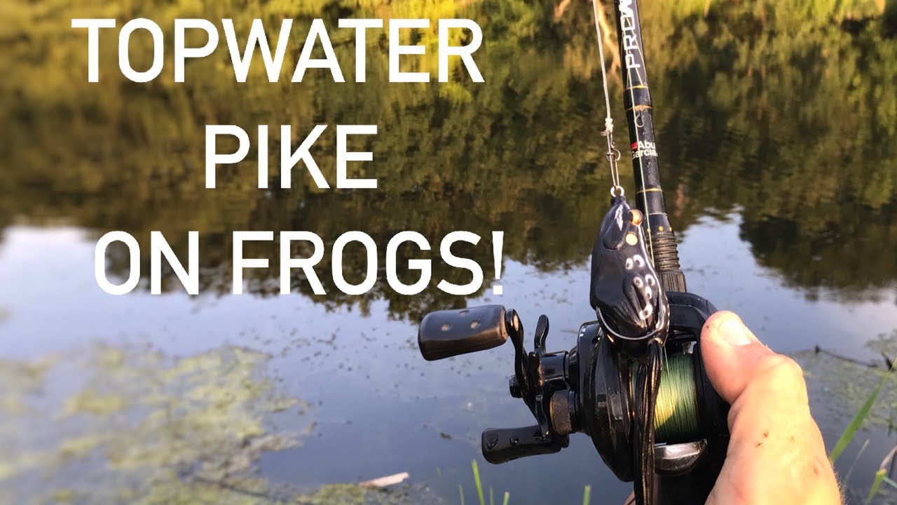 Topwater Frog Fishing for Pike - Including Blowups!