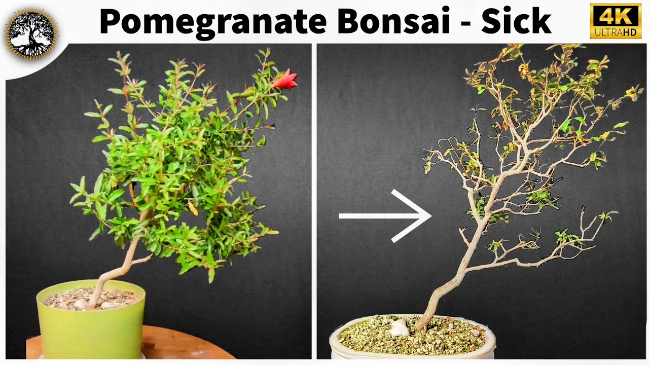 Pomegranate Bonsai -  Sick