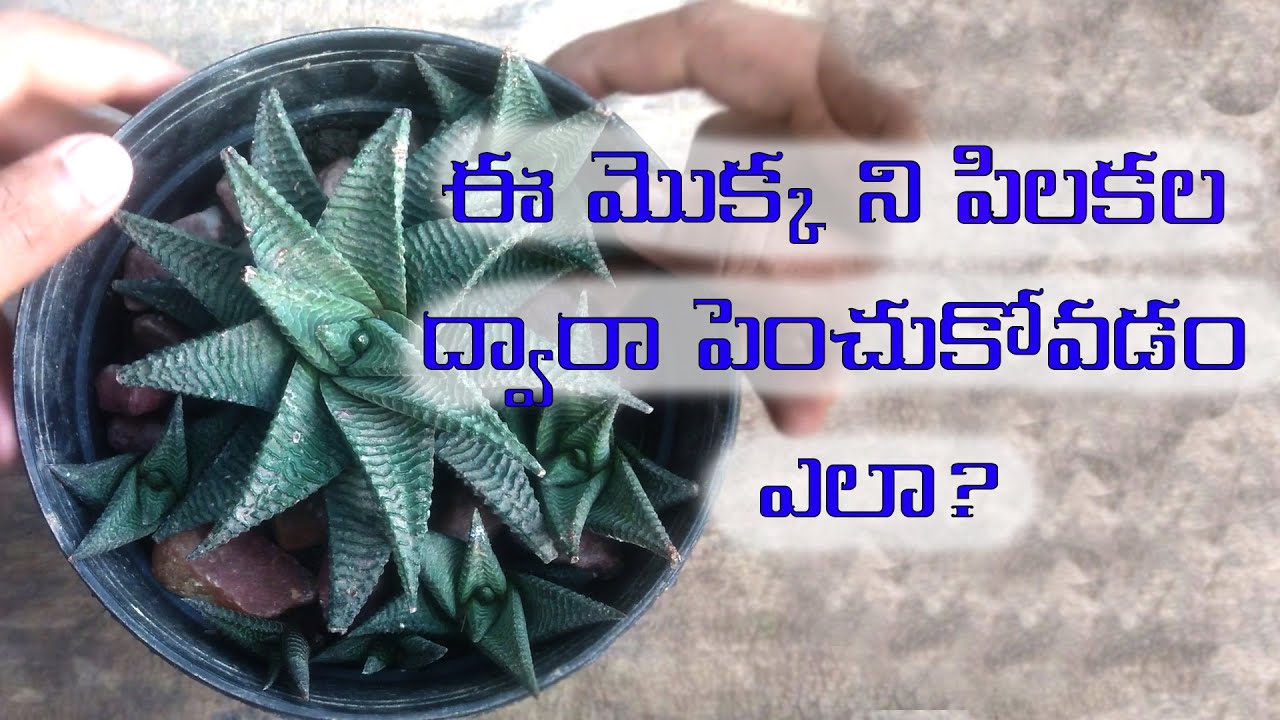 Haworthia limifolia Plant Propagation and caring in Telugu | I Do Gardening | Telugu gardening