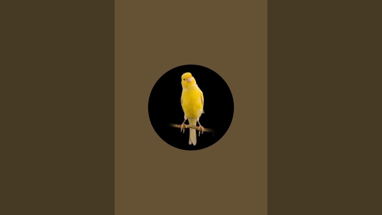 Yellow Canary Singing Training video #birds #canary #funny #abroraar #video 