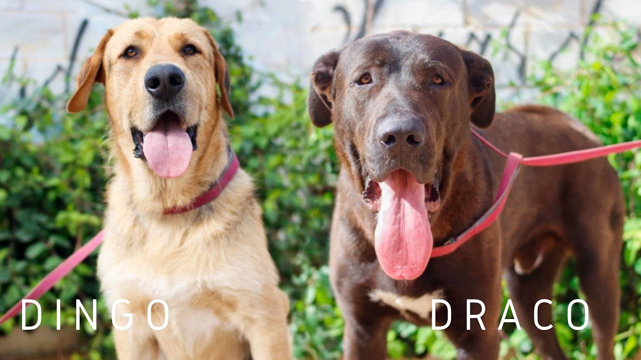 Dingo y Draco - Protectora de Animales de Málaga