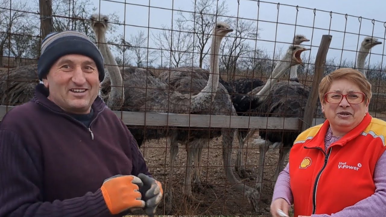 La ferma de struți a familiei Butas din Someș Guruslău județul Sălaj.