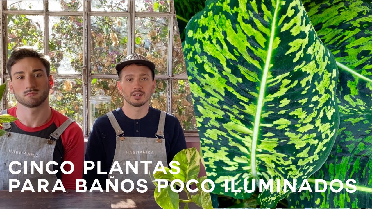 5 plantas para baños, aprende a saber cuales van a funcionar con poca luz