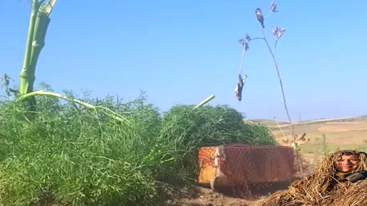 صيد عدد كبير من صغار طائر الحسون