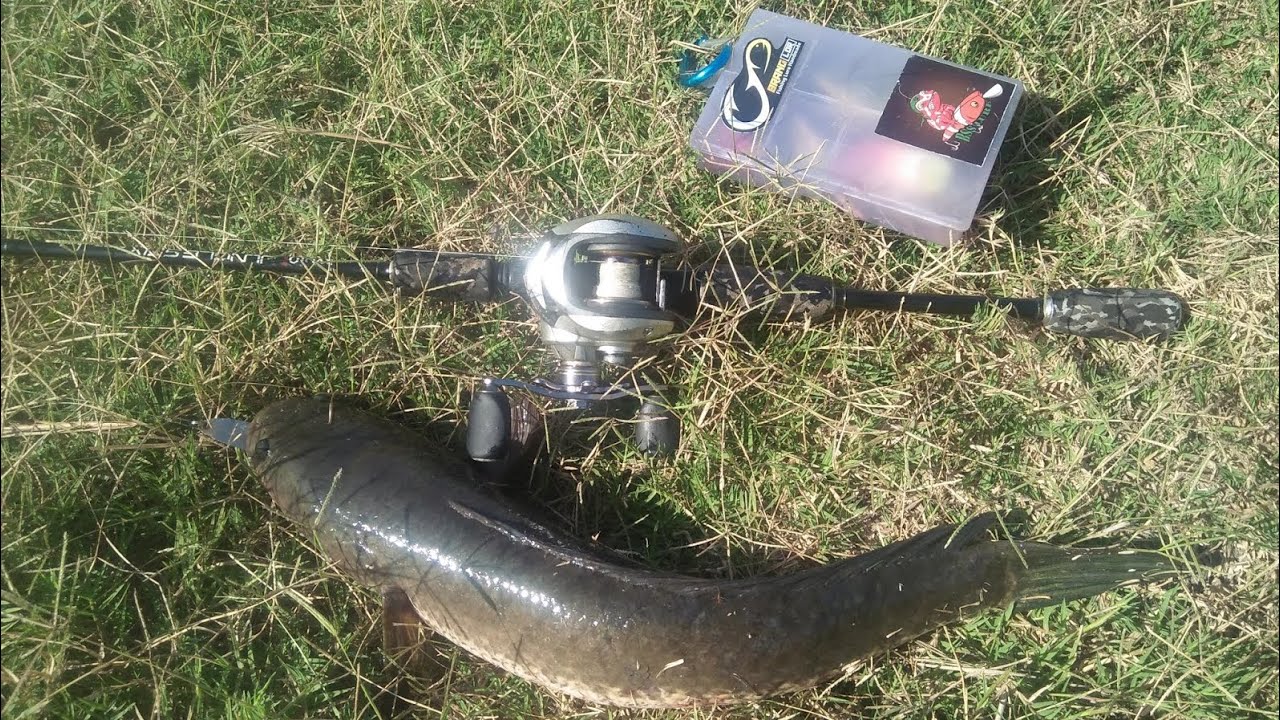 MANCING CASTING FULL STRIKE GABUS #casting #mancing #castinggabusbesar #fishing#mancingliar 