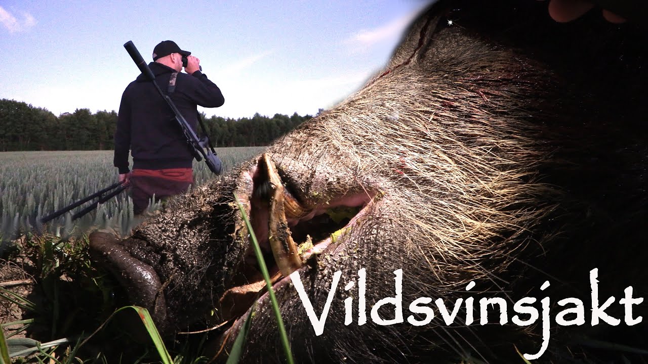 Jakt p&aring; vildsvin i spannm&aring;l - 140 kilos galt