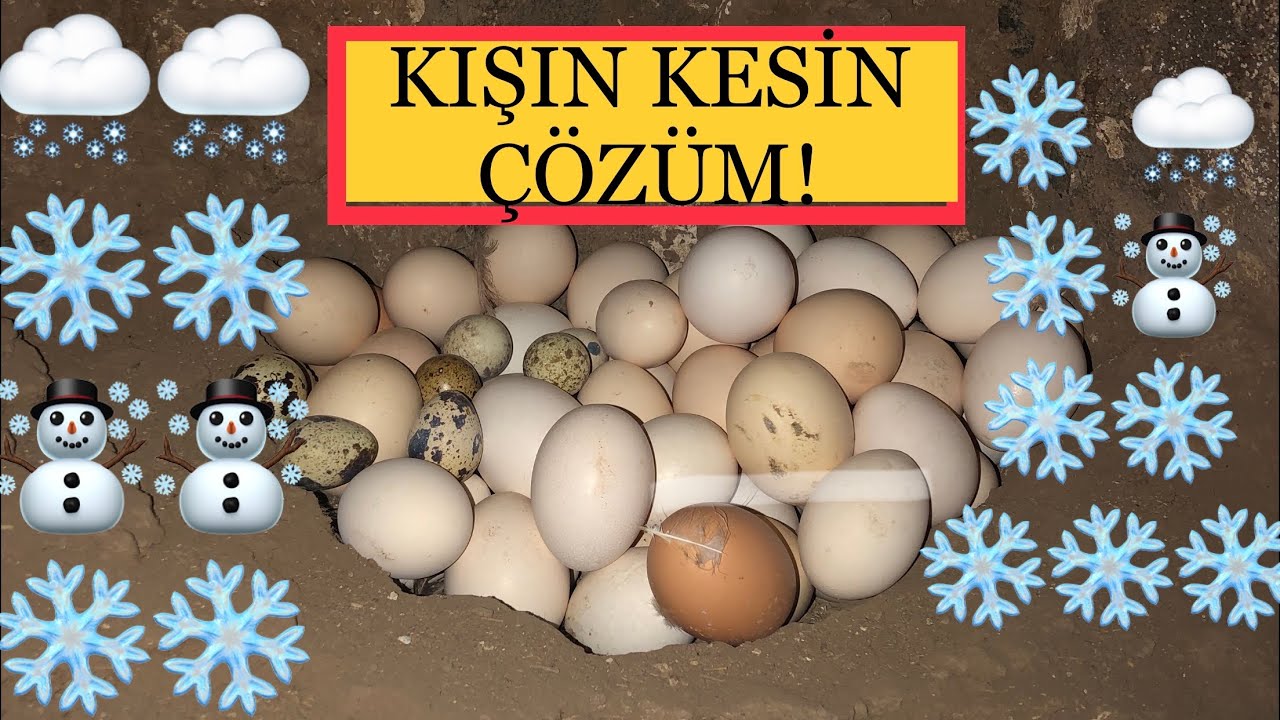 Kış aylarında yumurta verimi artırma tavuğun yumurtlamıyor sa kesin çözüm yumurta verimi ikiye katla