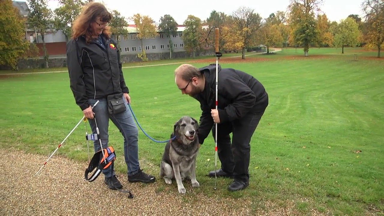 Hund på job - Førerhund