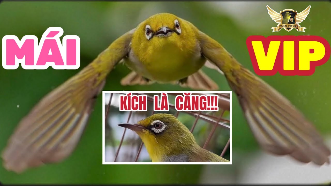 Khuyên mái TRIỆU VIEW - KÍCH LÀ CĂNG - file VIP từ MỘC đến THI ĐẤU | KTB
