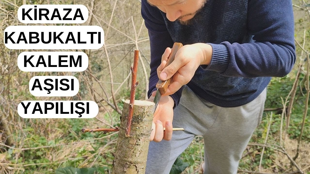 🍒🍒KİRAZ AŞISI NASIL YAPILIR? 🍒🍒 KABUK ALTI KALEM AŞISI🔪🔪