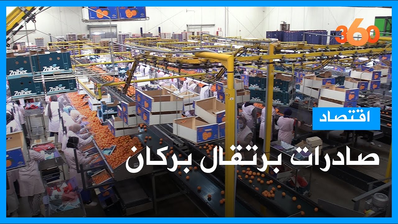 توقعات بارتفاع حجم صادرات برتقال بركان بعد الانفتاح على وجهات عالمية جديدة