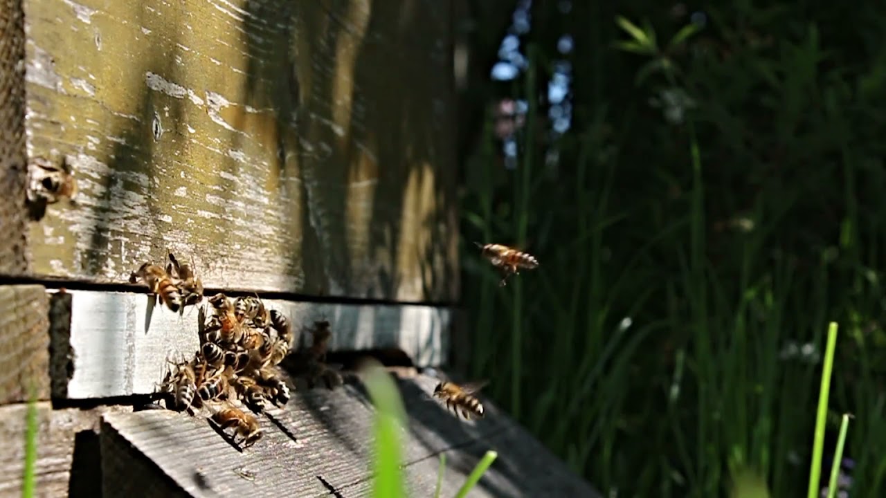 Bees  I Amazing HoneyBee At The Forest, How To Find Giant HoneyBee