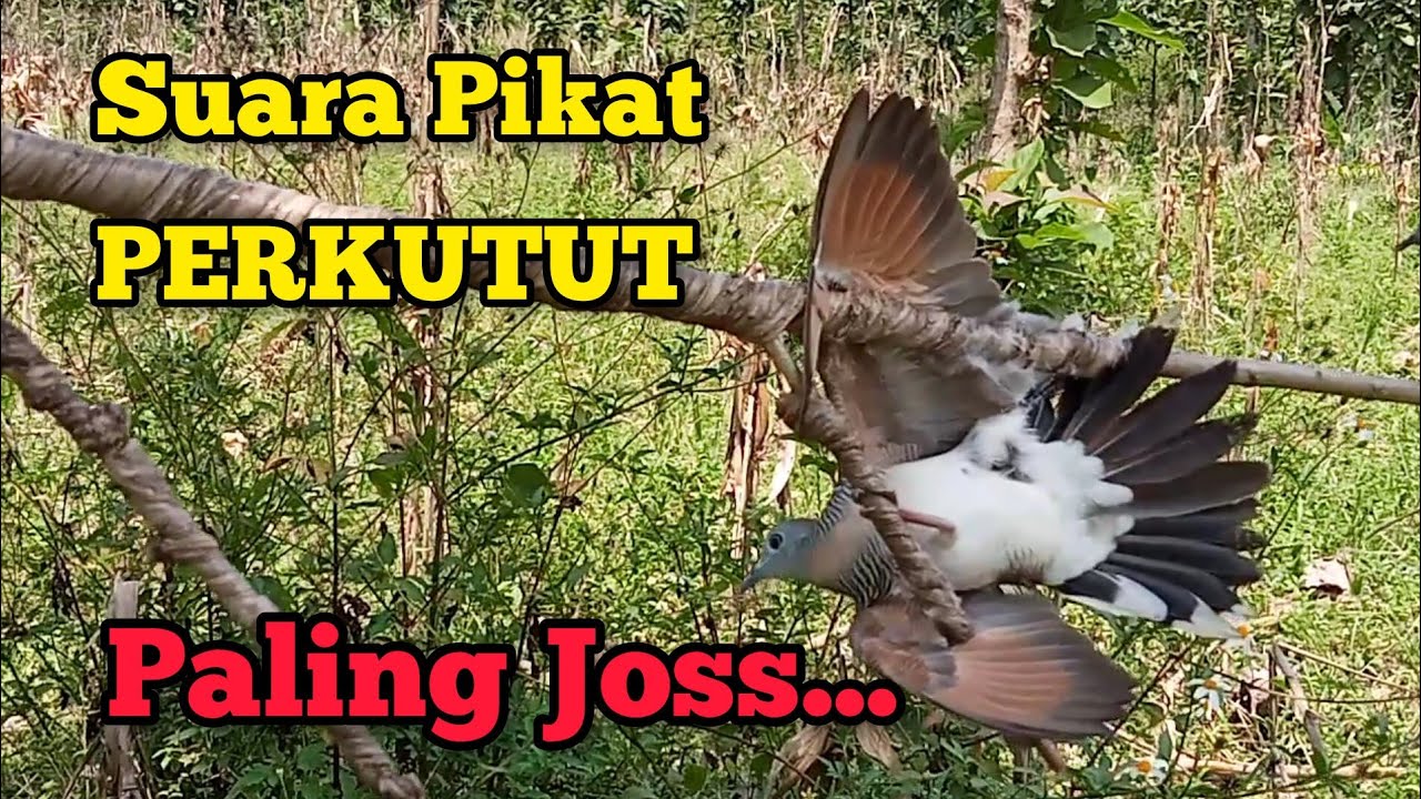 Suara PIKAT PERKUTUT / MERBUK Paling Jos