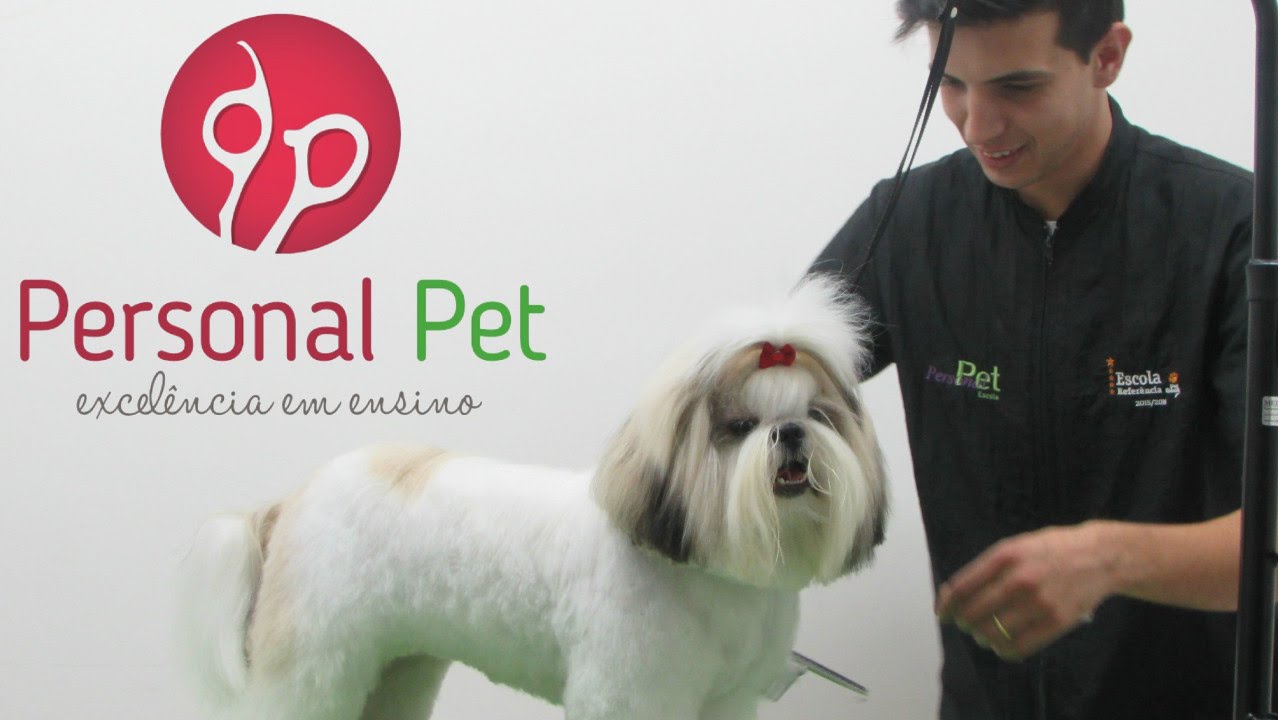 CURSO DE BANHO E TOSA - Tosa Bebê em Shih Tzu de Pelagem Longa