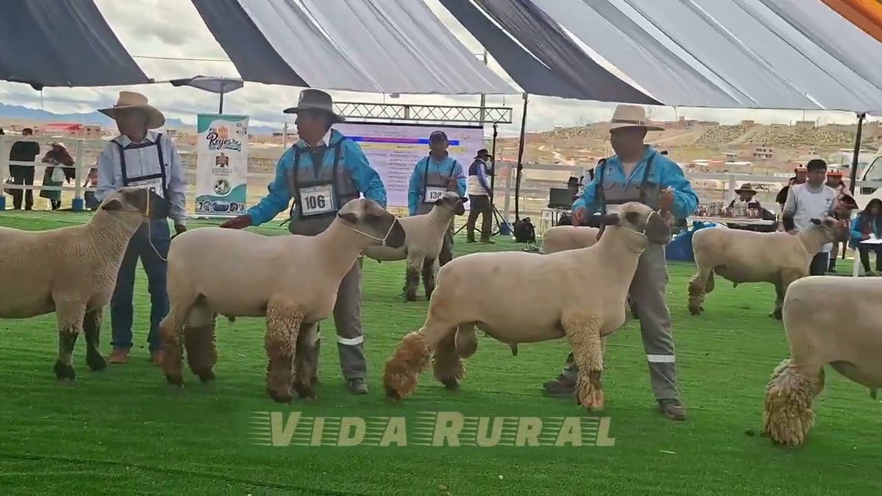 Espinar. EXPO REYES 2026  Ovinos HAMPSHIELE DOW 