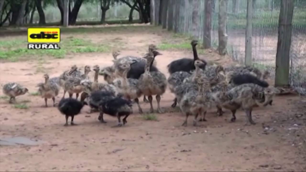 Cría de avestruces en Paraguay