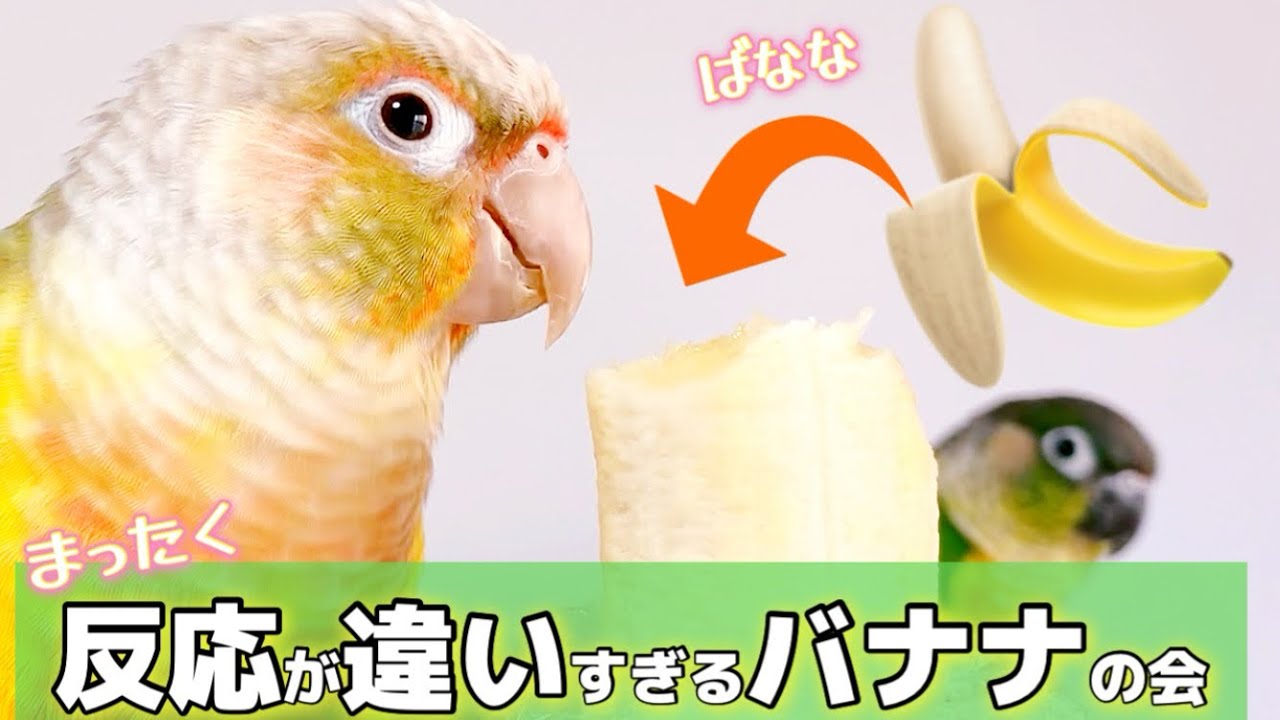 【ウロコインコ】バナナの集いと、苦戦！朝が超弱いインコ