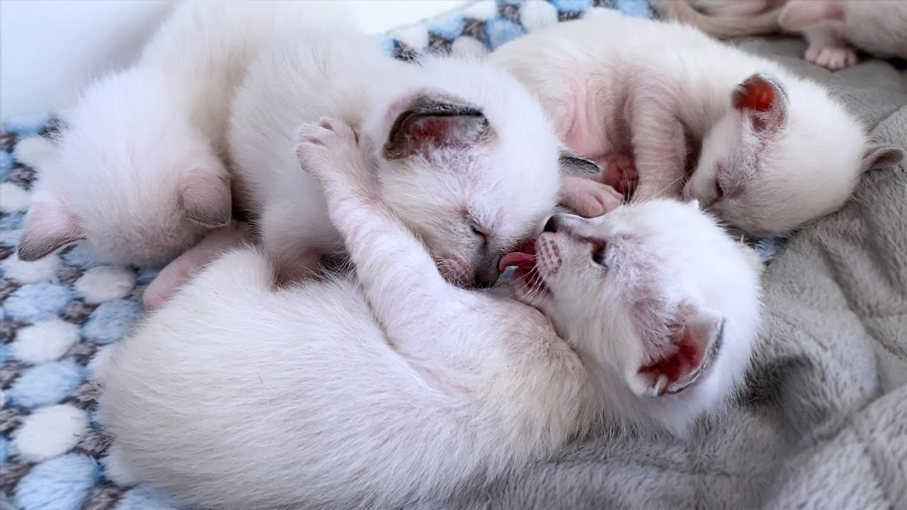 Cute kittens licking each other and learn to play with each other | Traditional Siamese kittens