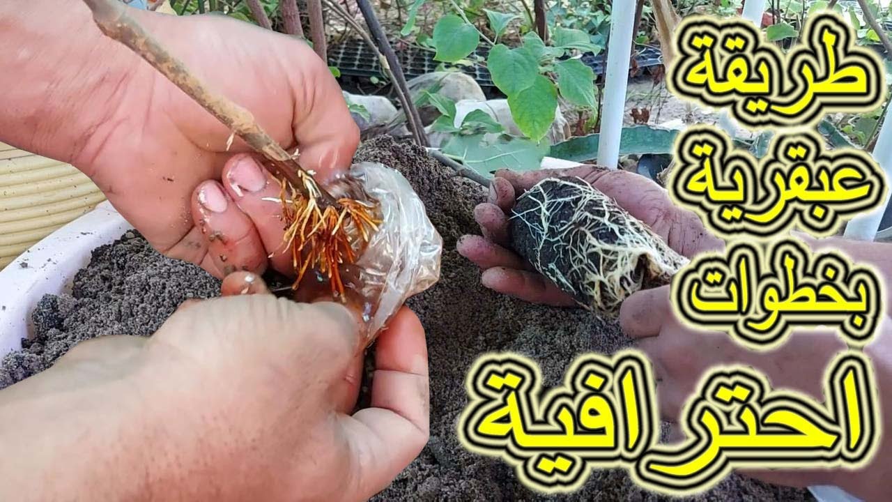 تجذير ترقيد اشجار التين بطريقة خرافية بكل سهوله زراعة التين