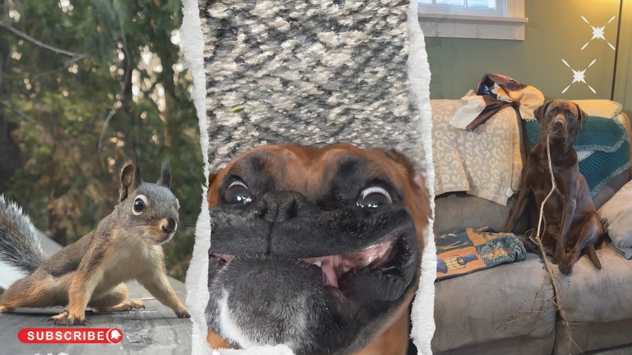 Animal Fails TOP 30 | Best of the Internet